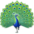 :peacock: