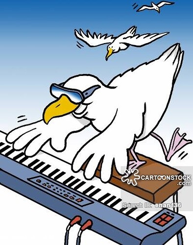 animals-seagull-seagul-music-electric-jazz-enan136_low.jpg
