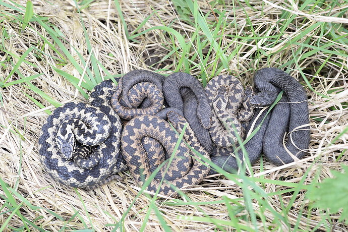 berus communal basking