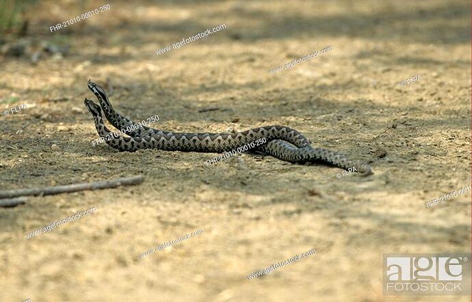 male ammodytes combat dance