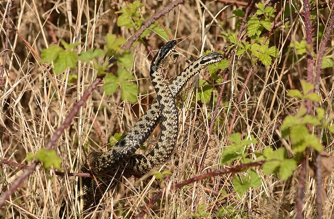 male berus combat dance